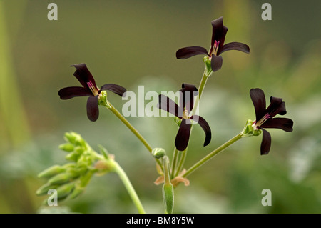 L'Afrique du Sud, Umckaloabo géranium (Pelargonium sidoides), la floraison. Banque D'Images