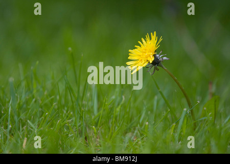 Le pissenlit (Taraxacum officinale) croissant sur pelouse, Sussex, UK. Banque D'Images