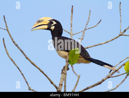 PIED ORIENTAL CALAO (Anthracoceros albirostris) Ko Ra, le sud de la Thaïlande. Banque D'Images