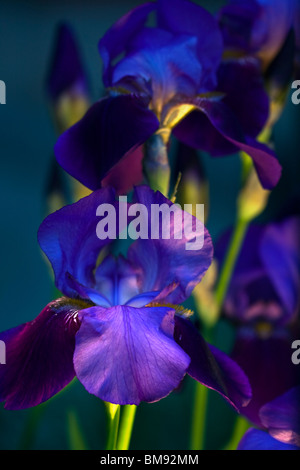 Purple Iris (iris germanica) également connu sous le nom de Iris rhizomateux ou Iris Iris allemand ou à partir de ci-dessous. Banque D'Images