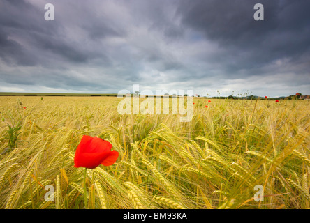 Coquelicot solitaire dans champ de maïs Banque D'Images