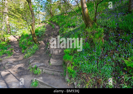 Volée de marches par bluebells dans Hardcastle Crags, Hebden Dale près de Hebden Bridge, West Yorkshire, Angleterre, Royaume-Uni. Banque D'Images
