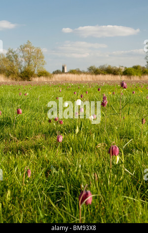 Snakeshead Fritillaries en Amérique du Pré Nature Reserve, Cricklade, Wiltshire, Royaume-Uni Banque D'Images