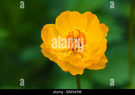 Globe asiatique fleurs | Trollius asiaticus Banque D'Images