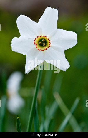 Narcisse des poètes Narcissus poeticus | Banque D'Images