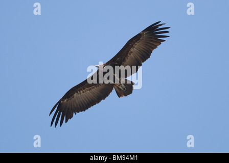 Hooded Vulture (necrosyrtes monachus) volants, la Gambie Banque D'Images