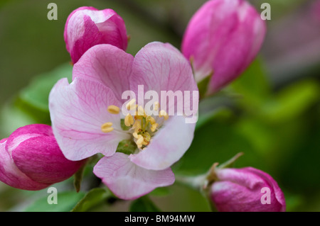 Crabe sauvage | Malus sylvestris subsp. orientalis Banque D'Images