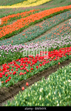 Champ de tulipes colorées pour le fond