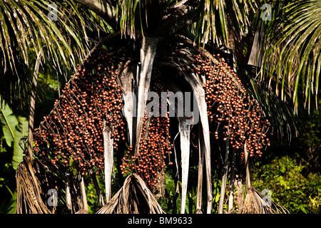 L'arbre dans l'État de Maranhão Buriti, au Brésil. Banque D'Images