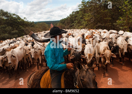 Troupeau de bovins, BR-163 ( route Cuiabá - Santarém road ) à l'État de Para Amazon, au Brésil. Banque D'Images