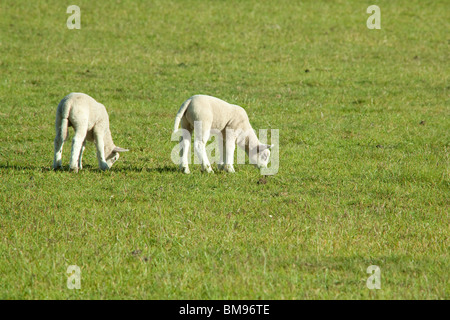 Les agneaux nouveau-nés printemps, Hampshire, Angleterre. Banque D'Images