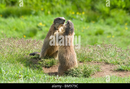 Deux marmottes lutte dans un pré vert en italien dolomites Banque D'Images