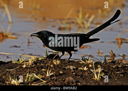 Drongo se nourrissant de fourmis de l'armée Banque D'Images