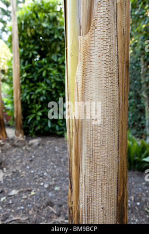 Gros plan du détail sur un bananier Musa Basjoo / Stem Banque D'Images