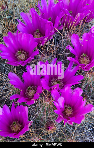 Cactus fraise (Echinocereus stramineus), Guadalupe Mountains National Park, Texas Banque D'Images