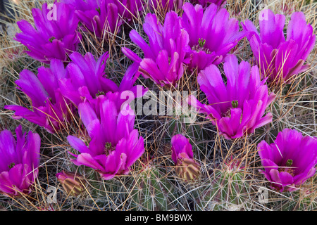 Cactus fraise (Echinocereus stramineus), Guadalupe Mountains National Park, Texas Banque D'Images