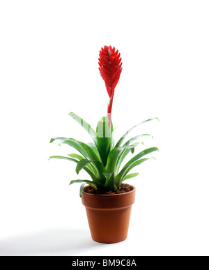 Portrait d'un portrait d'une plante à fleurs Anita broméliacées en pot en argile Banque D'Images