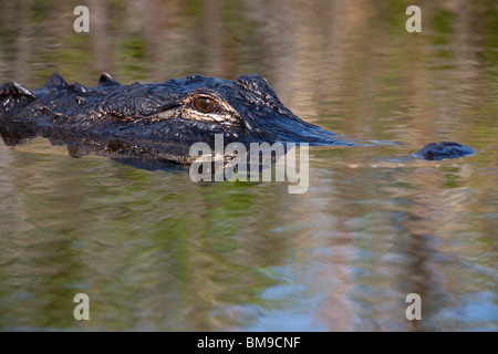 Close-up profil détaillé de la tête, des yeux et de l'alligator réflexion du museau dans l'eau piscine, flottant dans des eaux calmes du Parc National des Everglades en Floride USA Banque D'Images