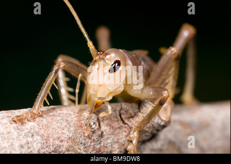 Cricket râpeux femelle nymphe de la famille Gryllacrididae