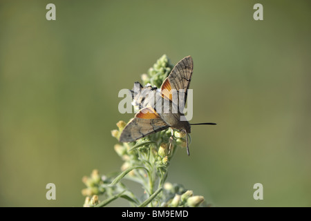 Hummingbird hawk-moth (Olive aussi bee hawk-moth) sur le réchauffement de la fleur dans les premiers rayons du soleil Banque D'Images