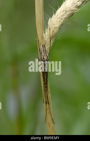 Plate-long-orb weaver (Tretagnatha extensa) sur une herbe (aussi longtemps à mors doux ou araignée araignée extensible) Banque D'Images
