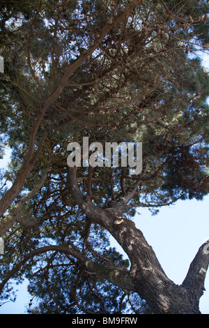 Jusqu'à sous l'auvent d'un pin Banque D'Images