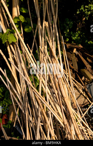 Cannes de bambou séchées Banque D'Images