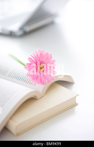 Gerbera rose daisy sur livre ouvert Banque D'Images