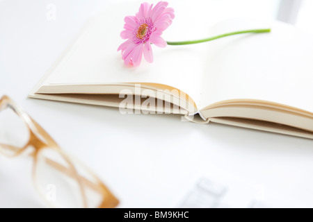 Gerbera rose daisy à livre ouvert, Close up, fond blanc Banque D'Images