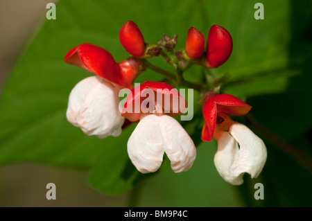 Runner Bean, Scarlet Runner (Phaseolus coccineus), fleurs. Banque D'Images