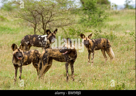 Les chiens sauvages africains sur la chasse Banque D'Images