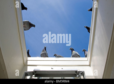 Pigeons sauvages dans Feeding Frenzy, Londres Banque D'Images