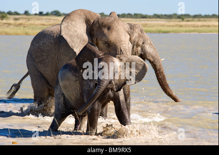 Les éléphants à jouer Banque D'Images