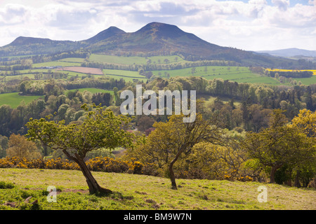 L'Eildon Hills dans la région des Scottish Borders UK au printemps - hawthorne arbres en premier plan Banque D'Images