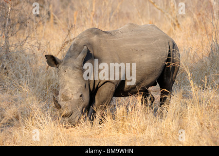 Lone white rhino dans Sabi Sand Game Reserve dans la province de Mpumalanga, Afrique du Sud Banque D'Images