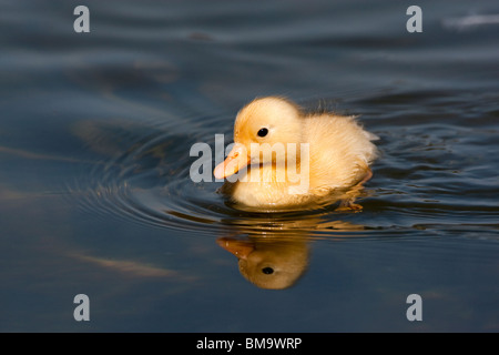 Petit Canard duveteux, image miroir Banque D'Images