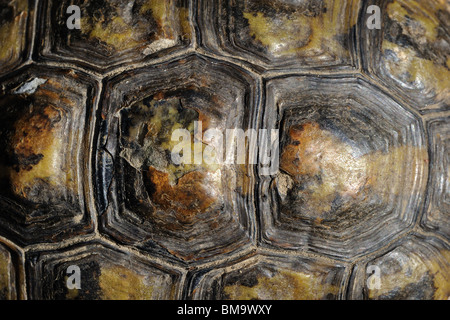 Détail de l'envers une femelle tortue d'Hermann (Testudo hermanni boettgeri) Banque D'Images