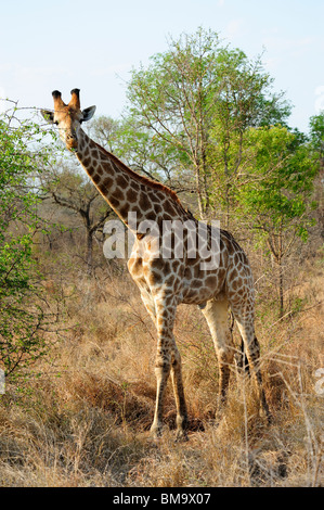 Girafe solitaire dans Sabi Sand Game Reserve dans la province de Mpumalanga, Afrique du Sud Banque D'Images