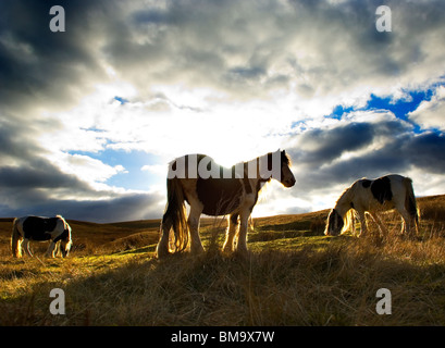 Poneys sauvages 3 pâturage sur les landes du Yorkshire du Nord en Angleterre. Retour éclairé contre le ciel du soir. Banque D'Images