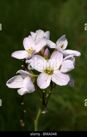 Lady's Smock ou cardamine des prés Cardamine pratensis prises en Cumbria, UK Banque D'Images