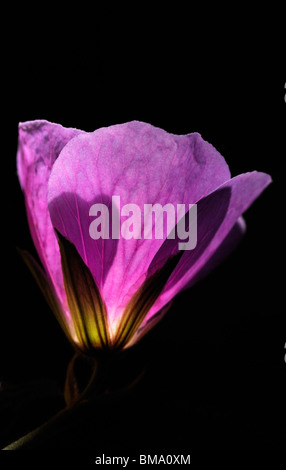 Geranium himalayense. Communément appelé géranium sanguin. Banque D'Images