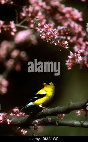 Chardonneret jaune mâle, oiseau. Banque D'Images