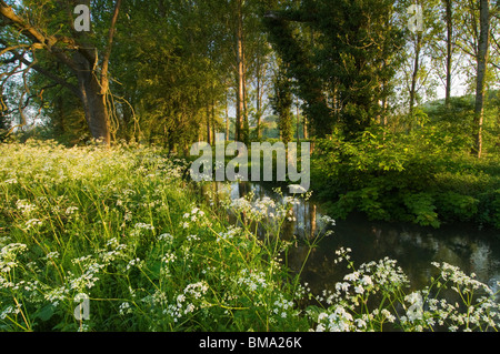 Cotswolds - cow parsley lines la rive de la rivière Coln St Aldwyns près de Coln Banque D'Images