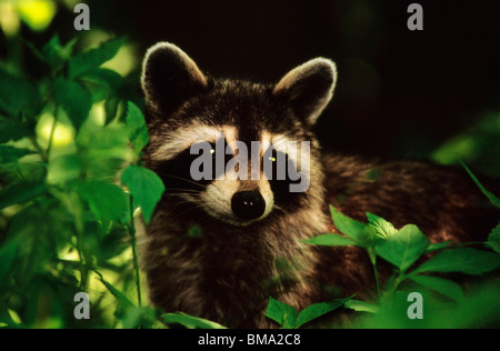 Le Raton laveur à l'état sauvage. Banque D'Images