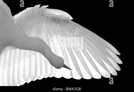 Amérique du Nord, Etats-Unis, Floride, saint Augustin, rétro noir et blanc capture d'un oiseau blanc gracieux se lissant ses plumes. Banque D'Images