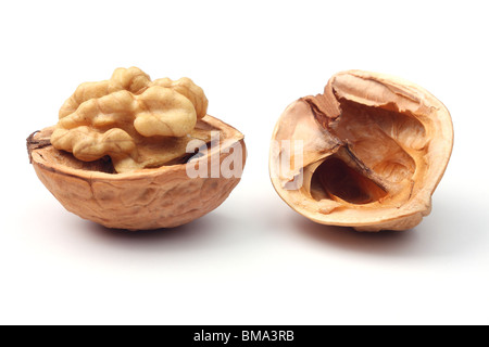 Noyer contre fond blanc Banque D'Images