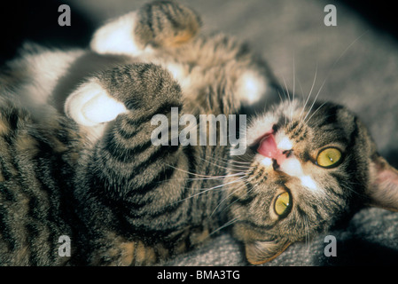 Chat mignon. Banque D'Images