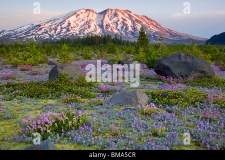 Mont St Helens Monument Volcanique National, WA l'aube sur le Mont Saint Helens à partir d'une prairie de lupin et le penstemon à Lahar Banque D'Images