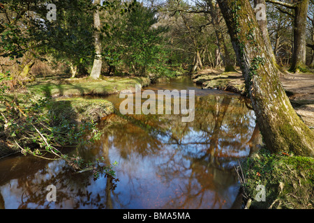 L'eau, l'Ober New Forest, Hampshire, se trouve au milieu de la nouvelle forêt en bordure de la route d'Ornement Rhinefield Banque D'Images