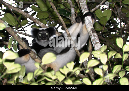 Indri en arbre, Andasibe (Périnet), Madagascar Banque D'Images